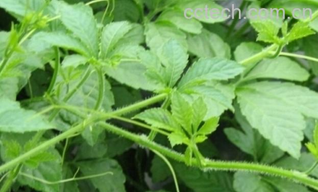 果蔬百科绞股蓝的功效与作用-0