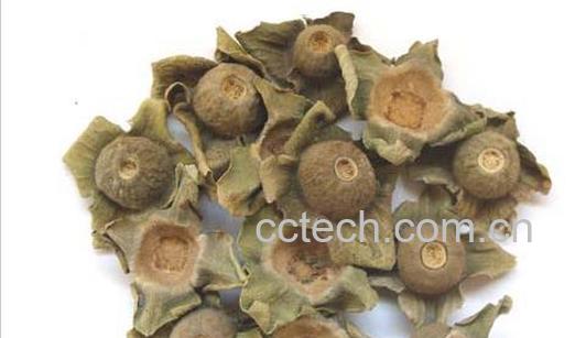 果蔬百科柿蒂图片 柿蒂的功效与作用-0