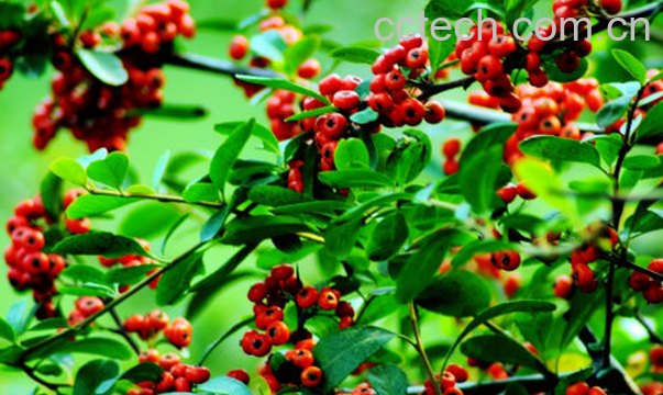 果蔬百科海红豆的功效与作用-0