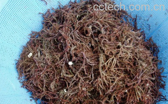 果蔬百科海人草的功效与作用-0