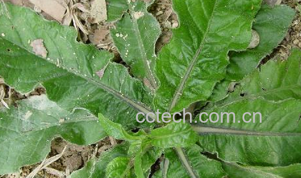 果蔬百科地胆草的功效与作用-0