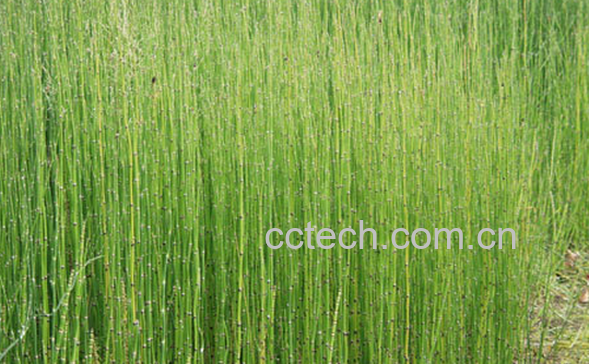 果蔬百科灯心草的功效与作用-0