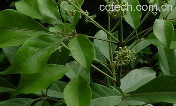 果蔬百科中药牡荆叶的功效与作用-0