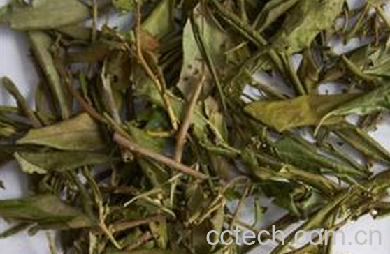 果蔬百科中药满山红的功效与禁忌-0