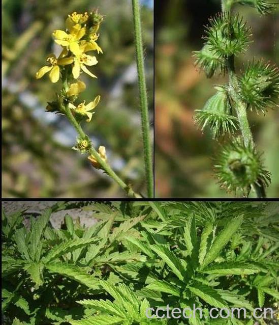 果蔬百科仙鹤草图片 仙鹤草的功效与作用-0