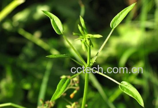 果蔬百科茜草图片 茜草的功效与作用-0