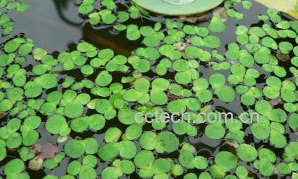 果蔬百科浮萍图片 浮萍的功效与作用-0