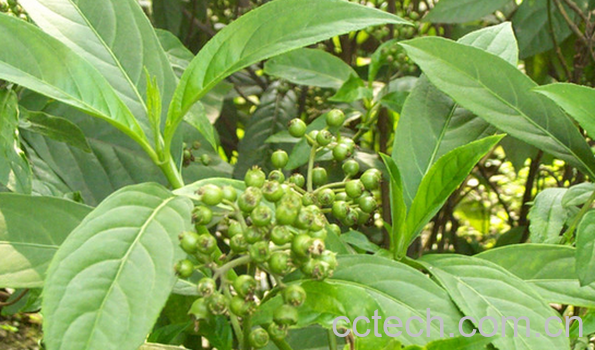 果蔬百科中药常山的功效与用法-0