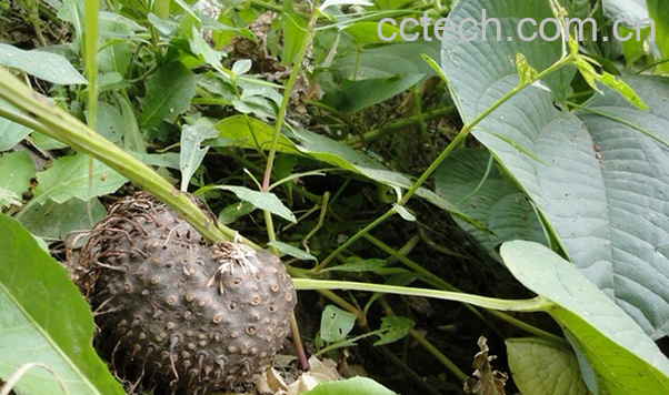 果蔬百科黄药子的功效与作用-0