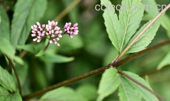 果蔬百科佩兰叶的功效与作用-0