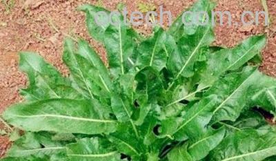 果蔬百科大青叶图片_大青叶的功效与作用-0