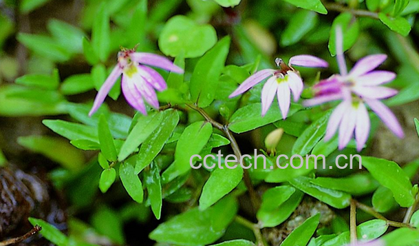 果蔬百科半边莲的功效与作用-0