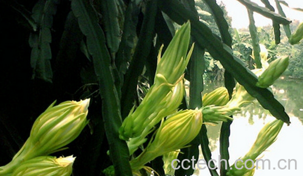 果蔬百科剑花的功效与作用-0