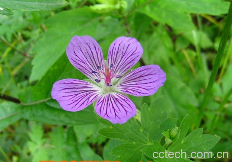 果蔬百科老鹳草图片 老鹳草的功效与作用-0