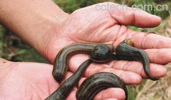 果蔬百科水蛭的功效与作用-0