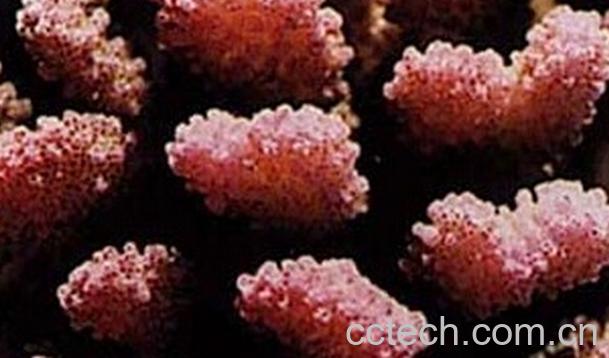 果蔬百科中药珊瑚的功效与作用-0