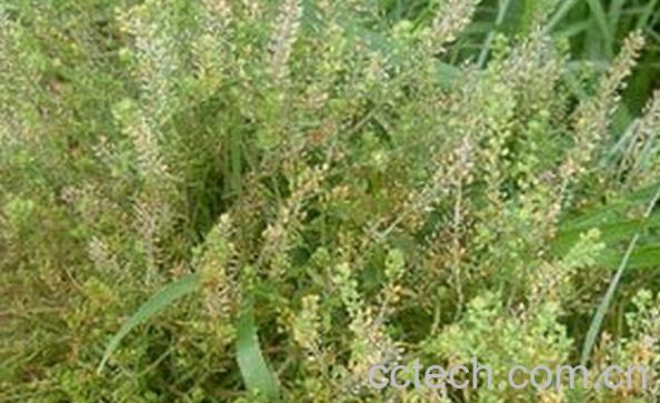 果蔬百科珊瑚草的功效与作用-0