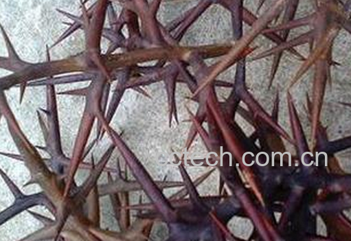 果蔬百科皂角刺的副作用-0