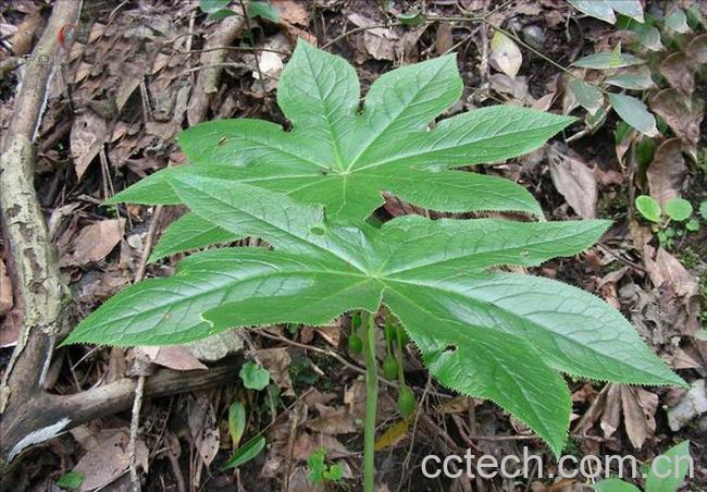 果蔬百科八角莲的功效与作用-0