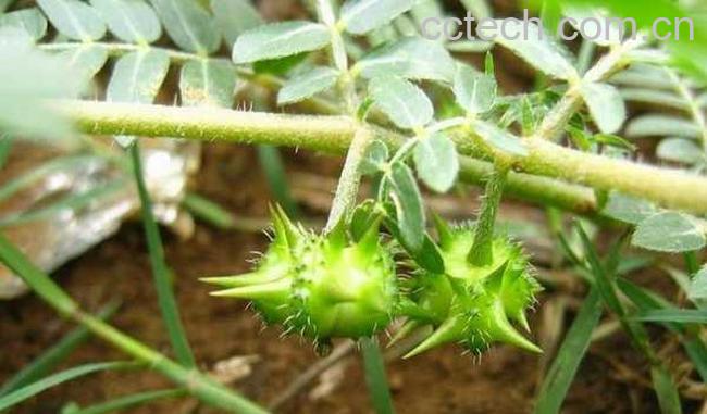 果蔬百科蒺藜图片_蒺藜的功效与作用-0