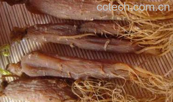 果蔬百科红参的功效与作用-0