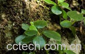 果蔬百科石仙桃 石仙桃的功效与作用 石仙桃的副作用-0