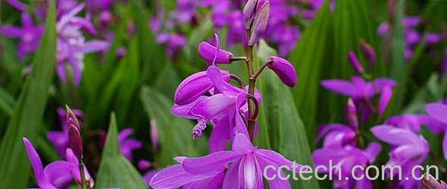 果蔬百科白芨图片 白芨的功效与作用-0