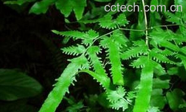 果蔬百科海金沙的功效与禁忌-0