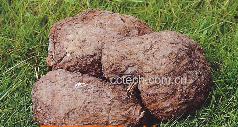 果蔬百科茯苓的功效与作用-0