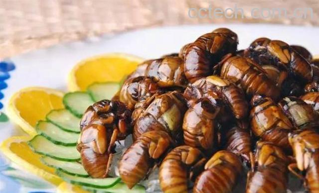 果蔬百科知了猴的营养价值有哪些-0