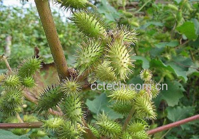 果蔬百科苍耳子图片 苍耳子的功效与作用-0