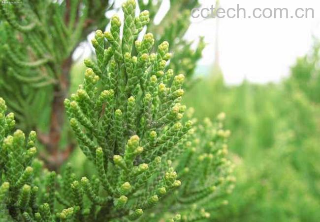 果蔬百科侧柏叶图片 侧柏叶的功效与作用-0