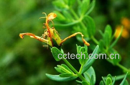 果蔬百科贯叶连翘-0