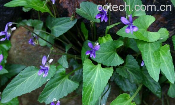 果蔬百科定经草的功效与作用-0