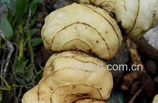 果蔬百科黄精的功效与作用-0