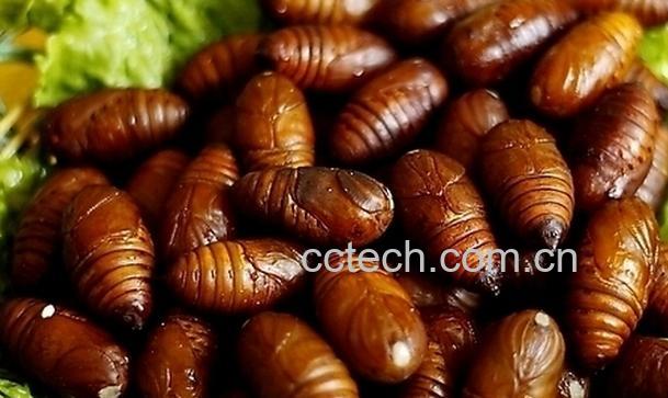 果蔬百科蚕蛹的营养价值与功效-0