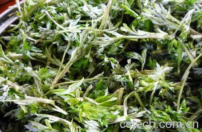 果蔬百科艾叶图片 艾叶的功效与作用-0