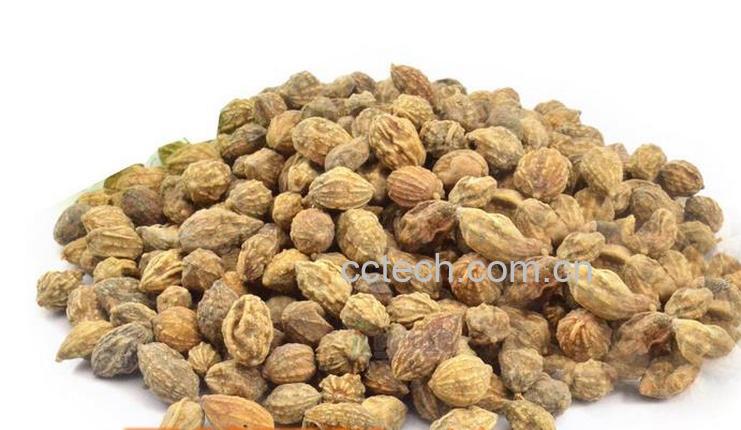 果蔬百科益智仁图片_益智仁的功效与作用-0