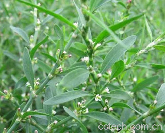 果蔬百科中药扁蓄的功效与作用-0