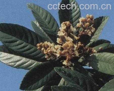 果蔬百科炙枇杷叶的功效与作用-0