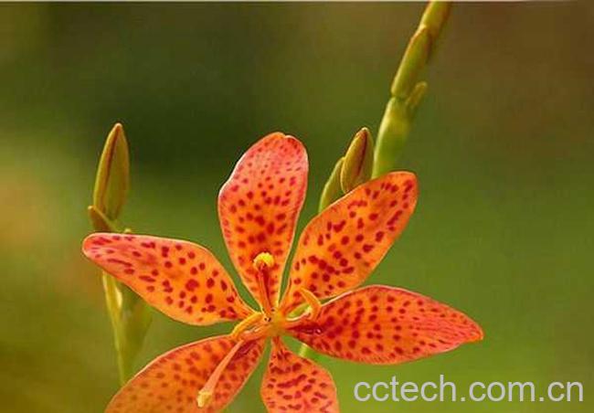 果蔬百科射干图片 射干的功效与作用-0