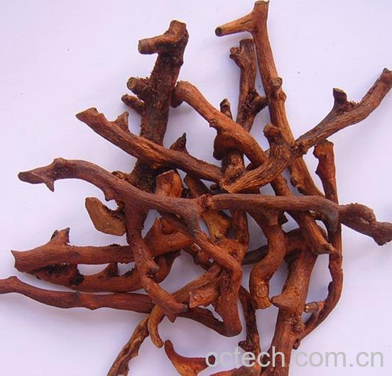 果蔬百科骨碎补图片 骨碎补的功效与作用-0