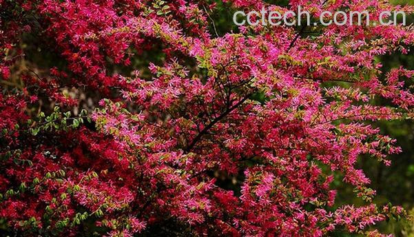 果蔬百科纸末花的功效与作用-0