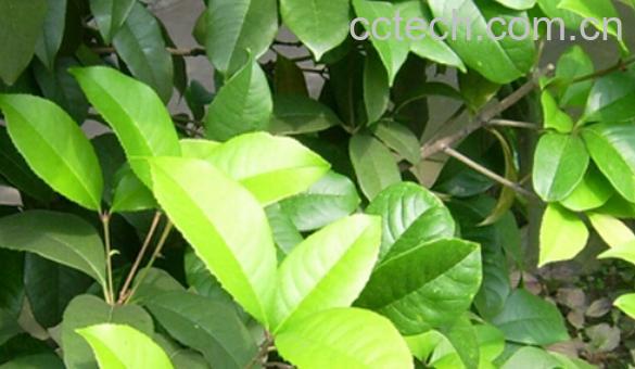 果蔬百科痛经草的功效与作用-0