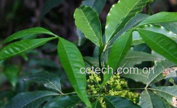 果蔬百科三丫苦叶的功效与作用-0