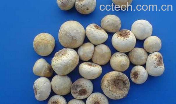 果蔬百科中药法半夏的功效与禁忌-0