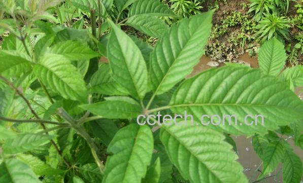 果蔬百科黄荆叶的功效与作用-0