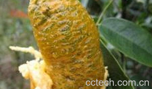 果蔬百科八月瓜的功效与作用-0