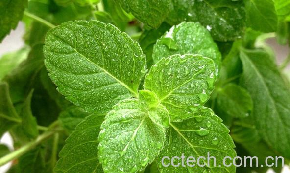 果蔬百科薄荷叶泡水喝的好处-0