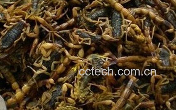 果蔬百科中药全虫的功效与作用-0